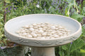 Birdbath Fillers