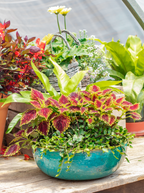 Low Container - Mosaic Turquoise