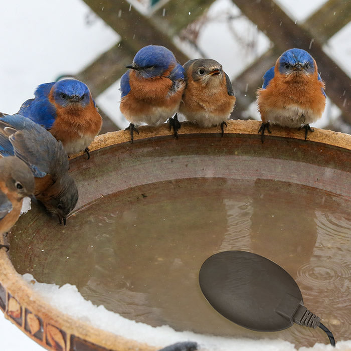 70 Watt Bird Bath De-icer with 3' Cord